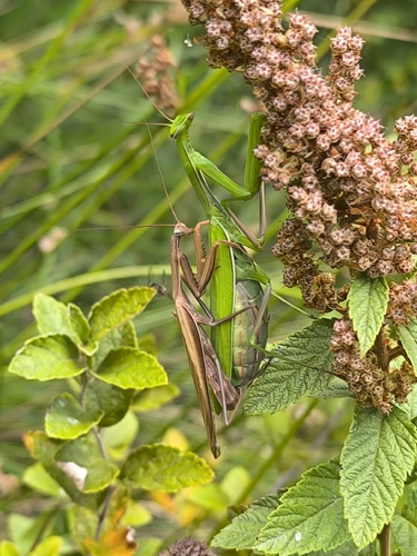 European Mantis
