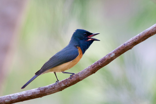 Vanikoro Flycatcher