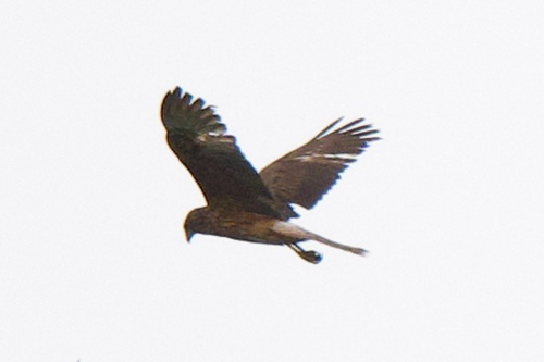 Swamp Harrier