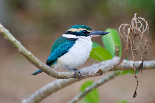 Pacific Kingfisher