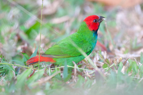 Fiji Parrotfinch