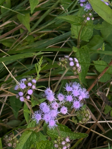 blue mistflower