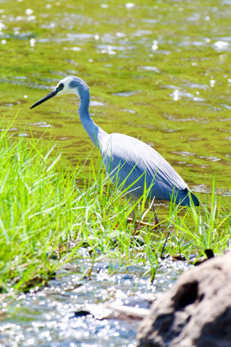 White-faced Heron