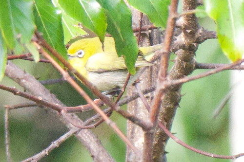 Silvereye