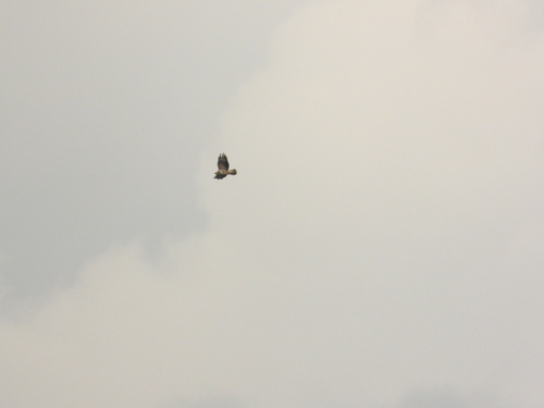 Common Buzzard