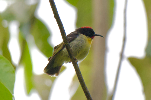 Sulphur-breasted Myzomela
