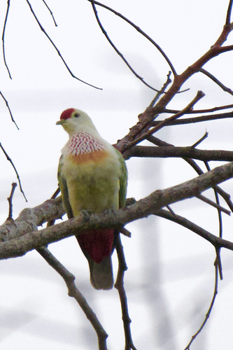 Many-coloured Fruit Dove
