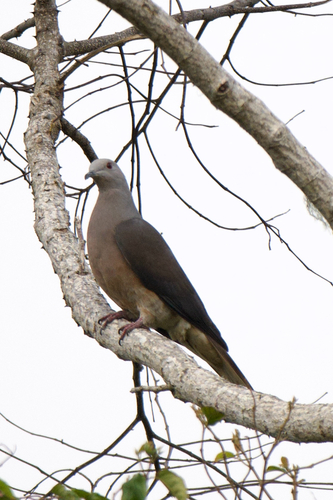 Barking Imperial Pigeon