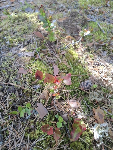 common bilberry
