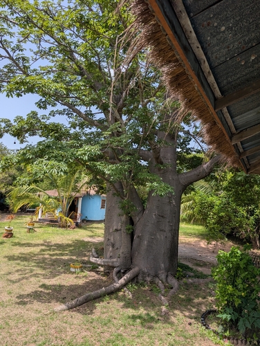 African baobab