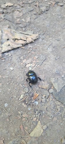 Woodland Dor Beetle