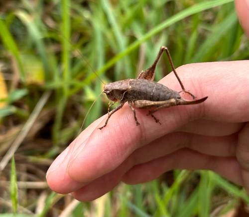 Dark Bush-cricket
