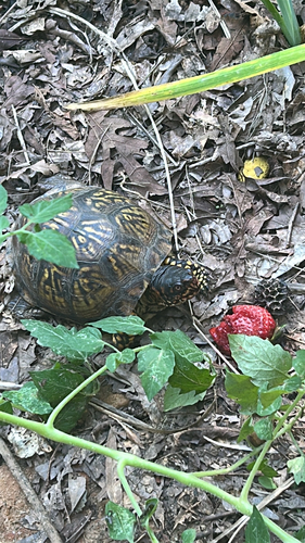 Three-toed Box Turtle