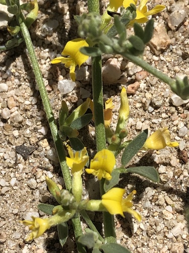 Acmispon procumbens var. procumbens