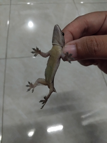 Flat-tailed House Gecko