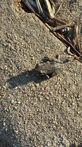 Cope's Gray Tree Frog observed by casey_48