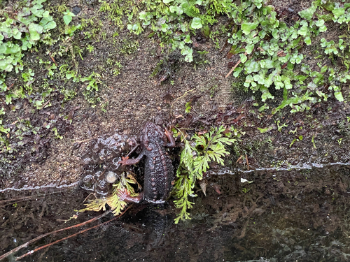Chiang Mai Crocodile Newt