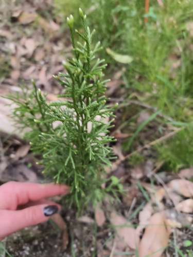 Bushy Clubmoss