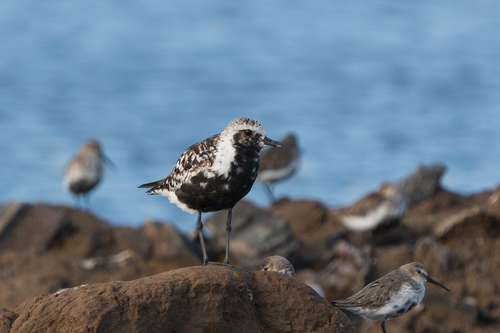 Black-bellied Plover
