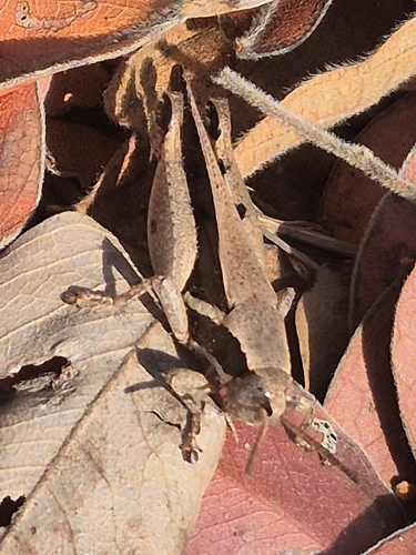 Phaeocatantops solitarius