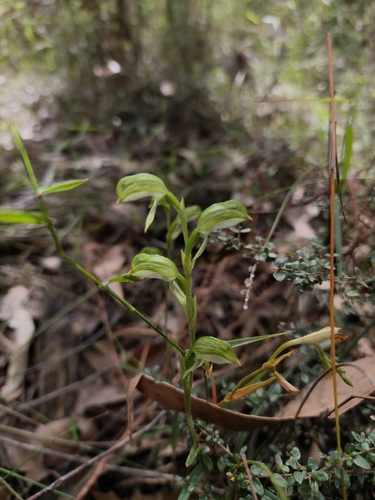 tall greenhood