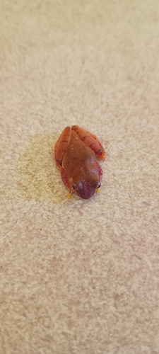 Two-spotted Tree Frog