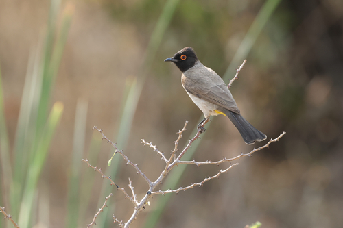 African Red-eyed Bulbul