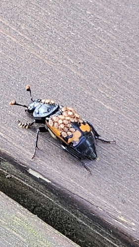 Banded Sexton Beetle