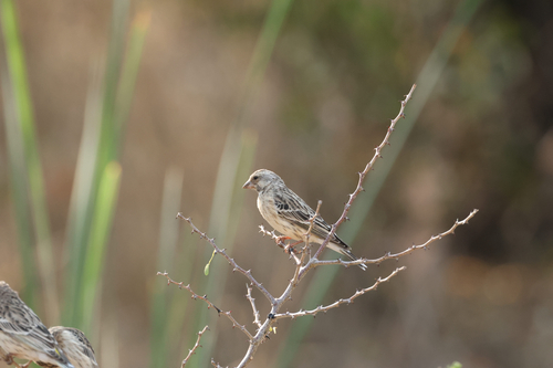 Black-throated Canary