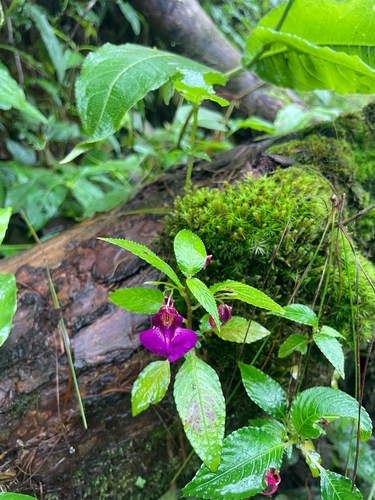 Impatiens andersonii