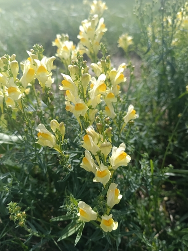 common toadflax