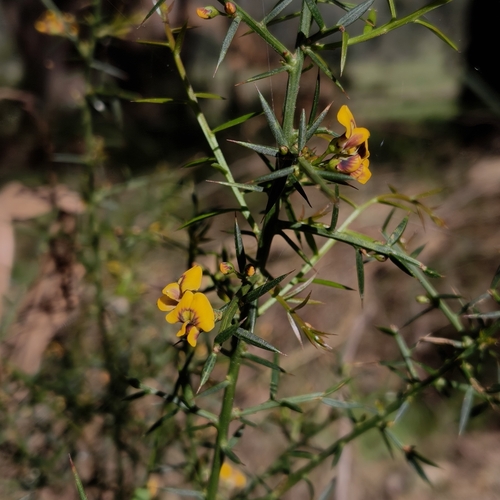 gorse bitter pea
