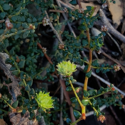 golden bush-pea