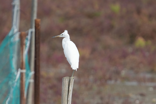 Chinese Egret
