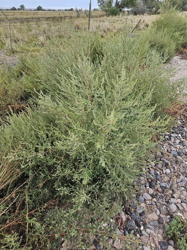 summer-cypress