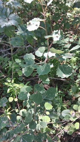 European aspen