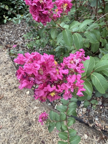 Crape-myrtle