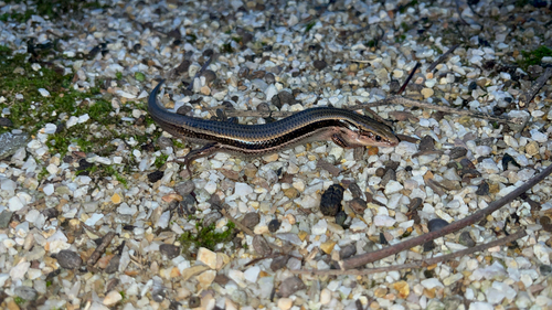 Liu's Toothy Skink