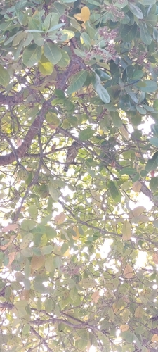 Roadside Hawk