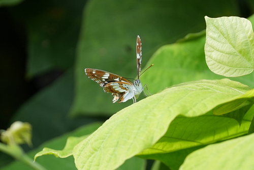 Limenitis helmanni