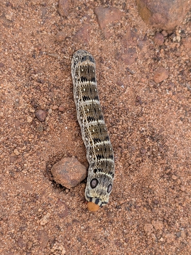 Large striped hawkmoth