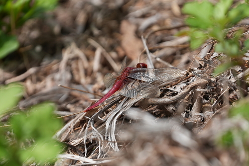 Scarlet Skimmer