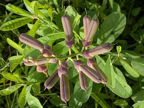 Rattleweed