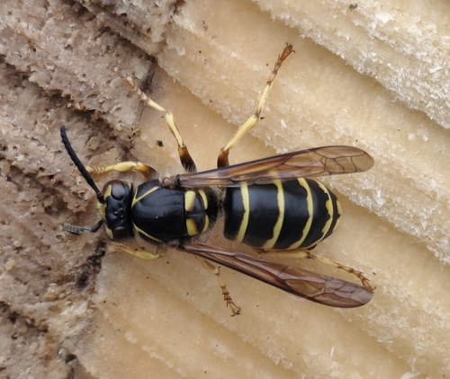 Median Wasp