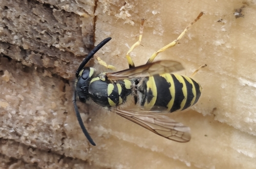 Common European Yellowjacket