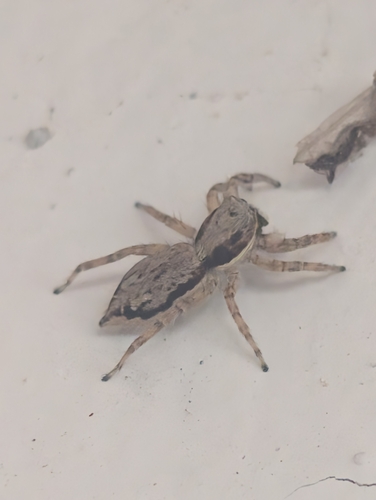 Gray Wall Jumping Spider