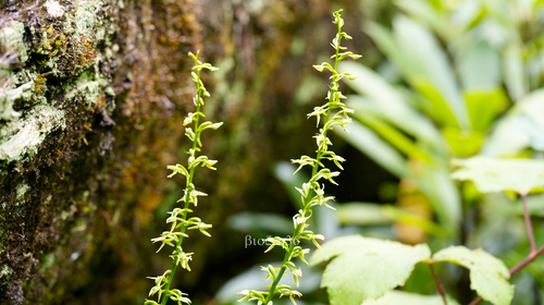 Platanthera curvata