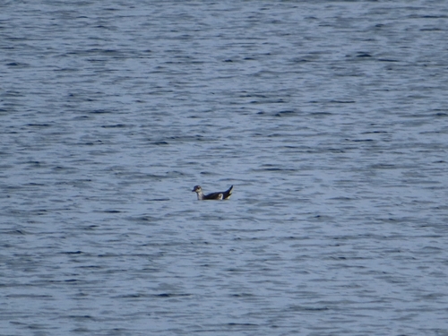 Black Guillemot