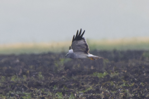 Hen Harrier