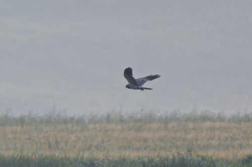 Montagu's Harrier